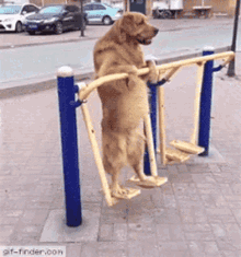 dog swing dog swing
