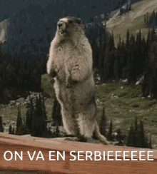 On Va En Serbie Marmot GIF - On Va En Serbie Serbie Marmot GIFs