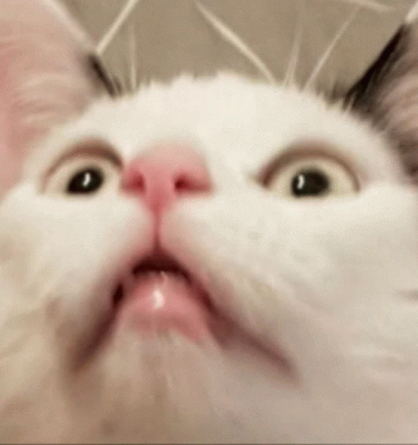 Cat Shookt GIF - Cat Shookt Surprised - Discover & Share GIFs