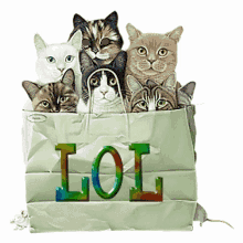 cat bag lol cute blink kitty cat bag lol cute blink kitty