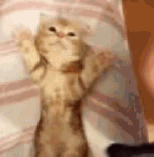 Sleep Time Cat GIF - Sleep Time Cat Pets GIFs