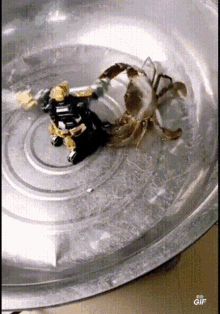 Crab Toy GIF - Crab Toy Spin GIFs