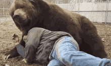 Cute Bear GIF - Cute Bear Cuddle GIFs