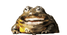 frogs with teeth shiny teeth meme memes glitter
