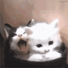 Kittens Love GIF - Kittens Love Get GIFs