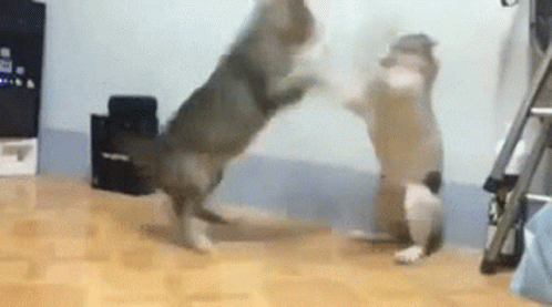 cat-fight-cats.gif