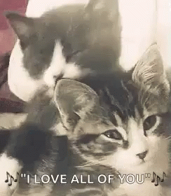 Cats Cute Gif Cats Cute Kitten Discover Share Gifs