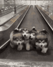 Puppies Cute GIF - Puppies Cute Walkalator GIFs