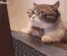 Work From Home Cat GIF - Work From Home Cat Job GIFs