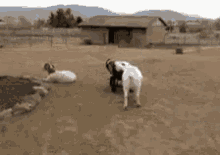 How Do I Steer This Thing? GIF - Goat GIFs