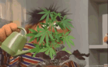 Watering Weed GIF - Water Plants Weed GIFs