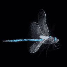 Dragonfly GIFs | Tenor