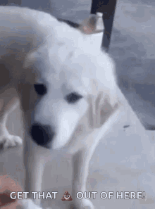 Disgusted Dog GIF - Disgusted Dog Disgust GIFs