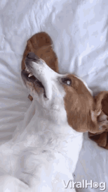 Adorable Basset Hound Makes Silly Faces Smile GIF - Adorable Basset Hound Makes Silly Faces Smile Say Cheese GIFs