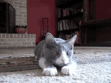 Did You See That, Man? GIF - Did You See That What Cat GIFs
