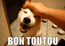 Bon Toutou GIF - Bon Toutou Pet Dog GIFs