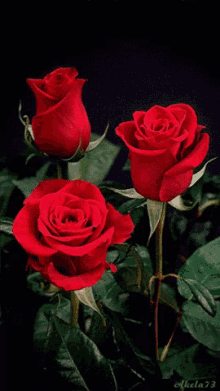 Floating GIF - Rose For You Flower GIFs
