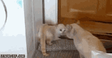 Cat Kitten GIF - Cat Kitten Fight GIFs