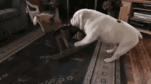 dog bulldog english bulldog rocking horse dog bulldog english bulldog rocking horse