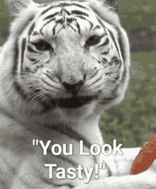 Tiger You GIF - Tiger You Look GIFs