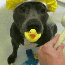 National Rubber Ducky Day GIF - National Rubber Ducky Day Funny Animals GIFs