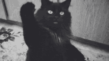 Kara Kedi GIF - Cat Kara Kedi GIFs