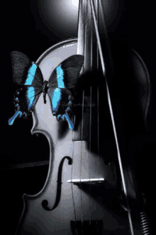 Violin Butterfly GIF - Violin Butterfly Fantasy GIFs