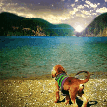 Puppy Vacation GIF - Puppy Vacation Lake GIFs