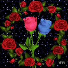 Rose Red Rose GIF - Rose Red Rose Blue Rose GIFs