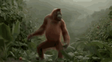 Dancing GIF - Dance Dancing Orangutan GIFs
