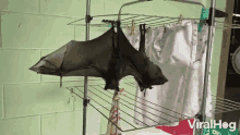 bat wide shrink hanging wings
