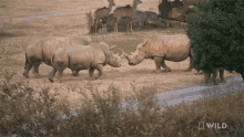 group up rhino gets a mud bath secrets of the zoo world rhino day huddle up meeting up