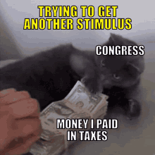 Trying To Get Another Stimulus Cat Meme GIF - Trying To Get Another Stimulus Cat Meme Cat Money GIFs