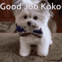 Koko Good Job GIF - Koko Good Job Good Job Koko GIFs