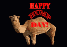 Hump Day Happy Hump Day GIF - Hump Day Happy Hump Day Camel GIFs