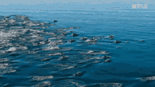 Dolphin Sea GIF - Dolphin Sea Ocean GIFs