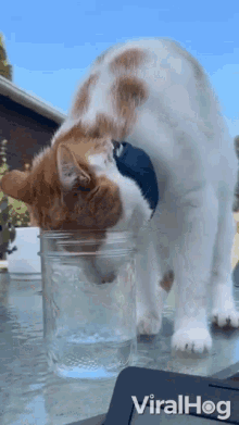 Trying To Drink Water Viralhog GIF - Trying To Drink Water Viralhog Trying To Fit My Head GIFs