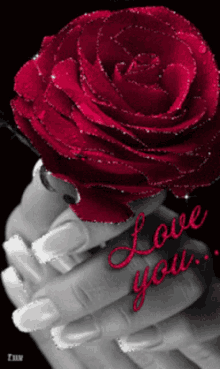 Red Rose Love You GIF - Red Rose Rose Love You GIFs