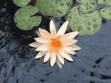Flower Water GIF - Flower Water Lilly GIFs
