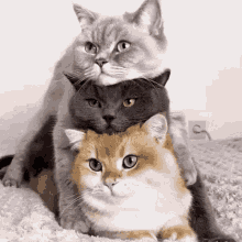 Joinhive Cats GIF - Joinhive Hive Cats GIFs