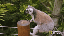 Looking Around National Geographic GIF - Looking Around National Geographic Lemurs Try New Food GIFs