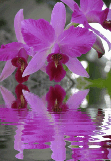 Orchid Flower Gif Orchid Flower Bloom Discover Share Gifs
