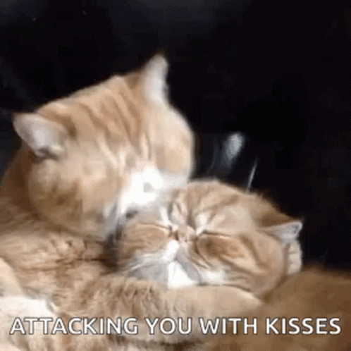 cats-kiss.gif