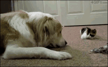 Boop Cat GIF - Boop Cat Dog GIFs