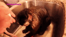 Cleaning Face Monkey Meela GIF - Cleaning Face Monkey Meela Monkeyboo GIFs