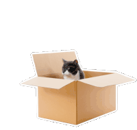Petsure Cat Sticker - Petsure Cat Cat In A Box Stickers