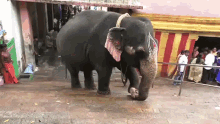 senthil elephant elephantwalk