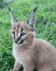 Sweet Funny Wild Cat Youre So Cute GIF - Sweet Funny Wild Cat Youre So Cute Cat GIFs