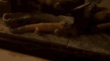 lizard gecko cute pet