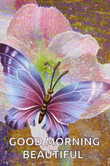 Greetings Good Morning GIF - Greetings Good Morning Butterflies GIFs